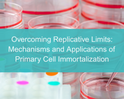Overcoming Replicative Limits: Mechanisms and Applications of Primary Cell Immortalization - cover